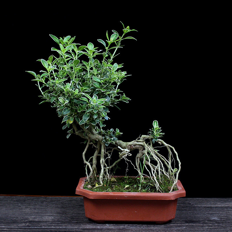 六月雪悬崖金边提根造型盆景大小小苗绿植开花绿植