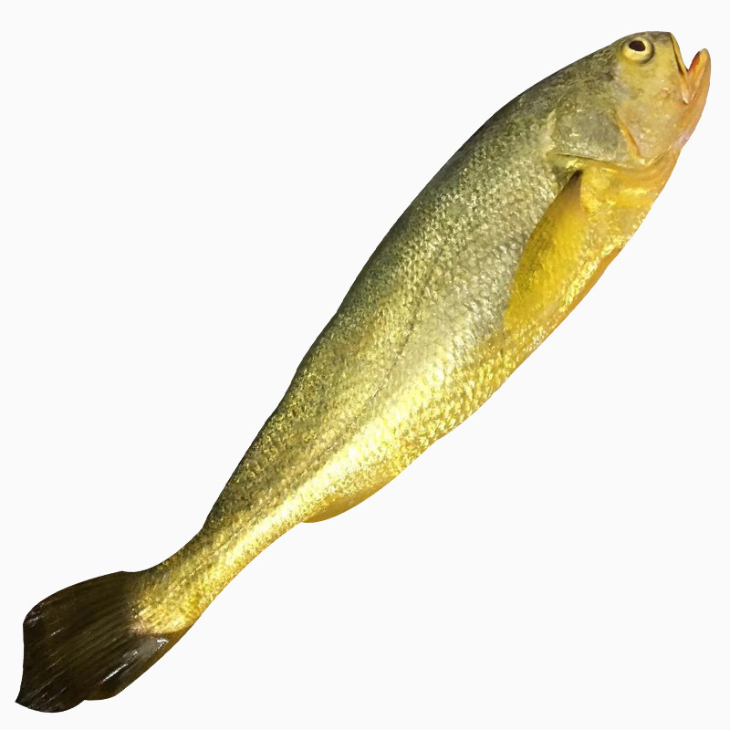 正宗东海海纯野生大黄鱼海新鲜非冷冻冰深海鲜活黄鱼