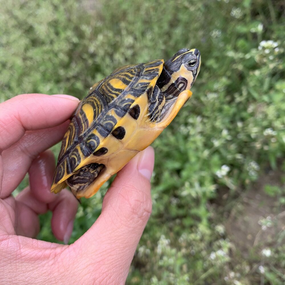 观赏外塘黄耳龟深水龟活物吃粪龟小乌龟宠物鱼缸龟