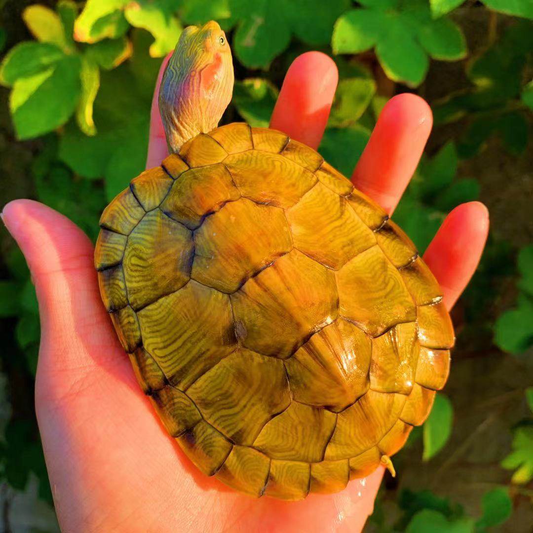 金龟黄金龟招财稀有乌龟情侣网红观赏巴西活体龟