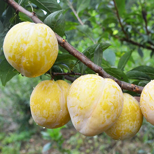 郴州黄金奈李爽脆三华李子黄布林现摘绿色新鲜孕妇水果10斤包邮