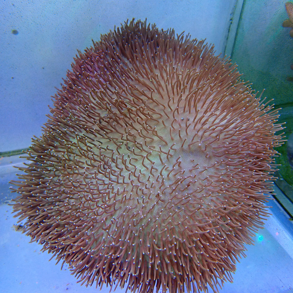 海水皮革珊瑚活体闯缸运损包赔水族海洋新手鱼