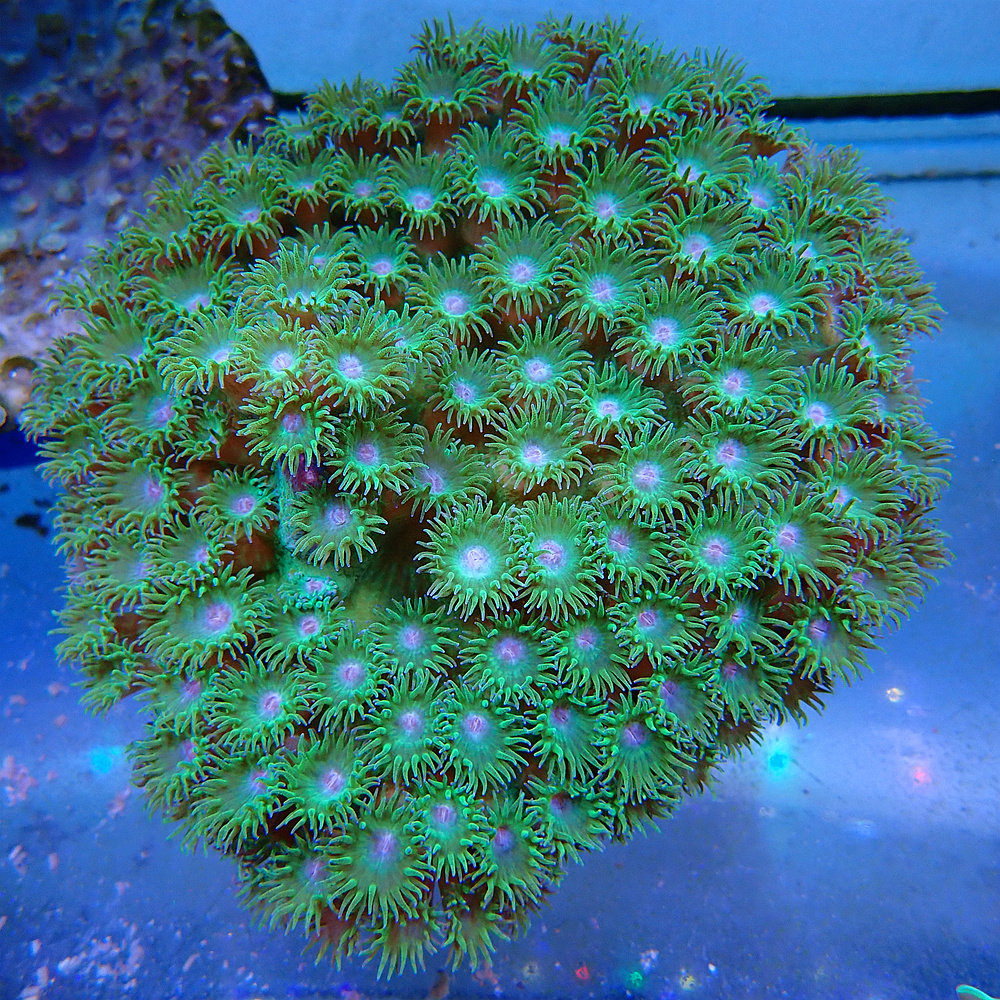 海水圆盘珊瑚马蹄海洋活体水缸生物水族观赏鱼