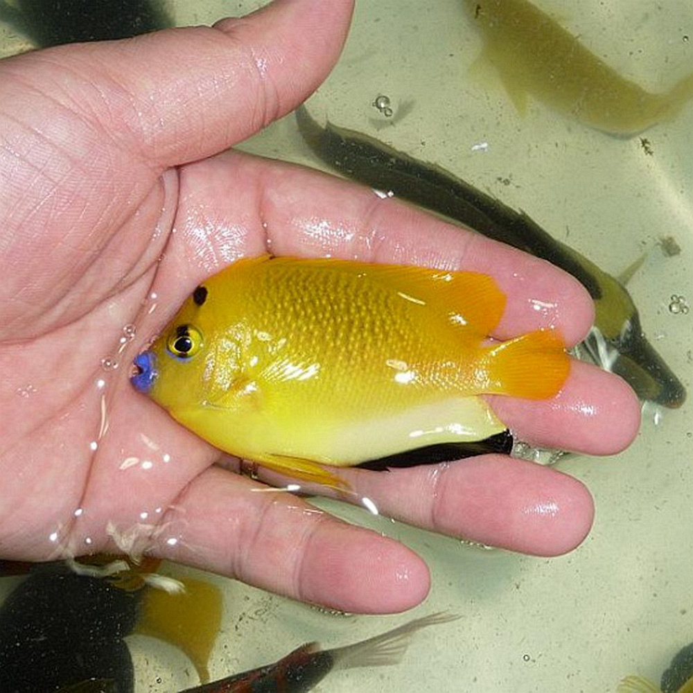 拍下选货顺丰报损蓝嘴神仙海水观赏鱼海洋活体鱼