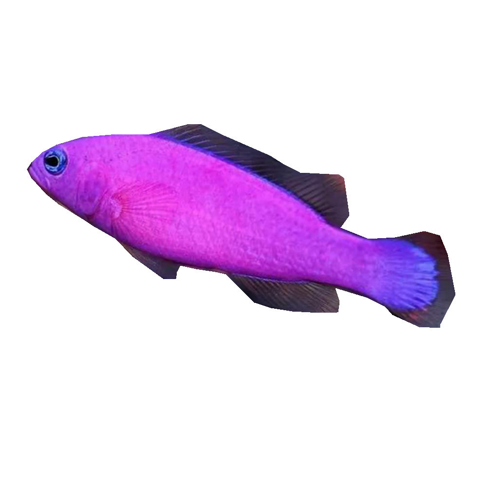 拍下选货顺丰报损草莓发货活体海洋生物海水水族鱼