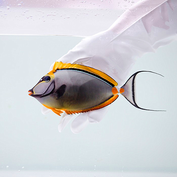 拍下选货顺丰报损金毛海水观赏活体珊瑚公子鱼