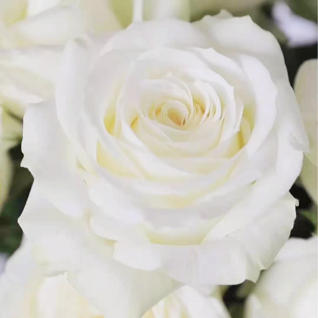 a级白雪山玫瑰鲜切花白色大花云南基地自发直批婚礼