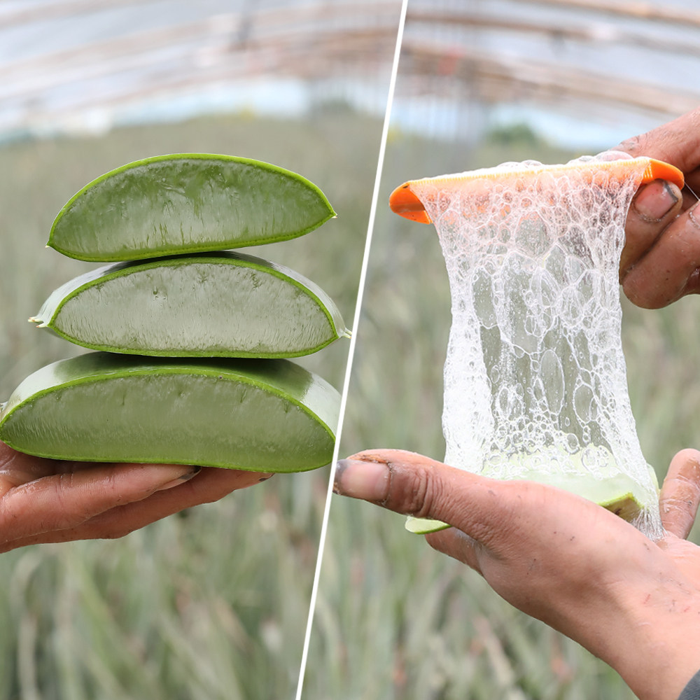 多肉芦荟植物美容院灌肤专用面膜库拉拉索可食用绿植