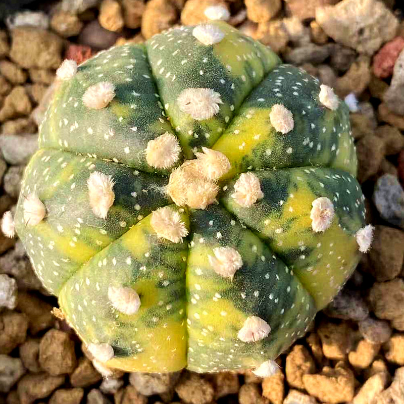 红兜锦超兜星兜实生一物一拍仙人球籽星球属超多肉植物