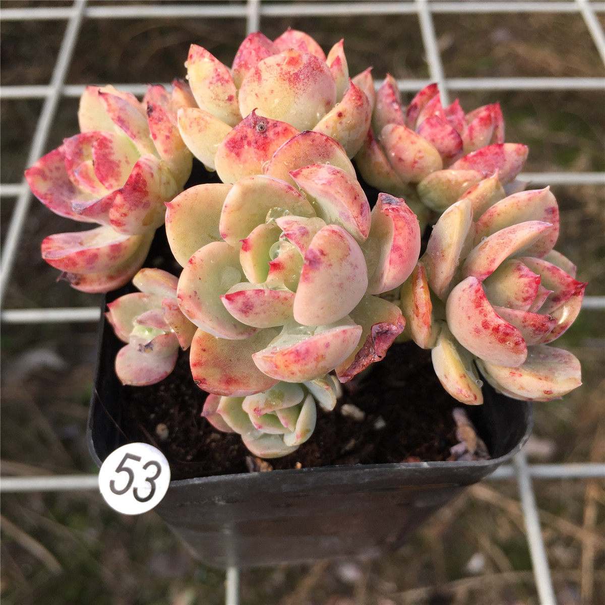 金辉小老桩群生多头柠檬果冻色多植物乔伊状态多肉植物