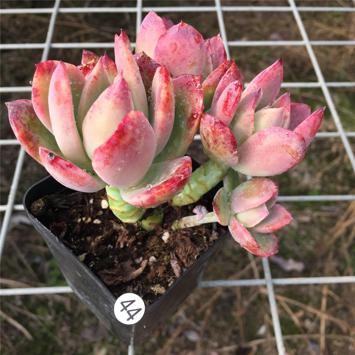 金辉小老桩群生多头柠檬果冻色多植物乔伊状态多肉植物