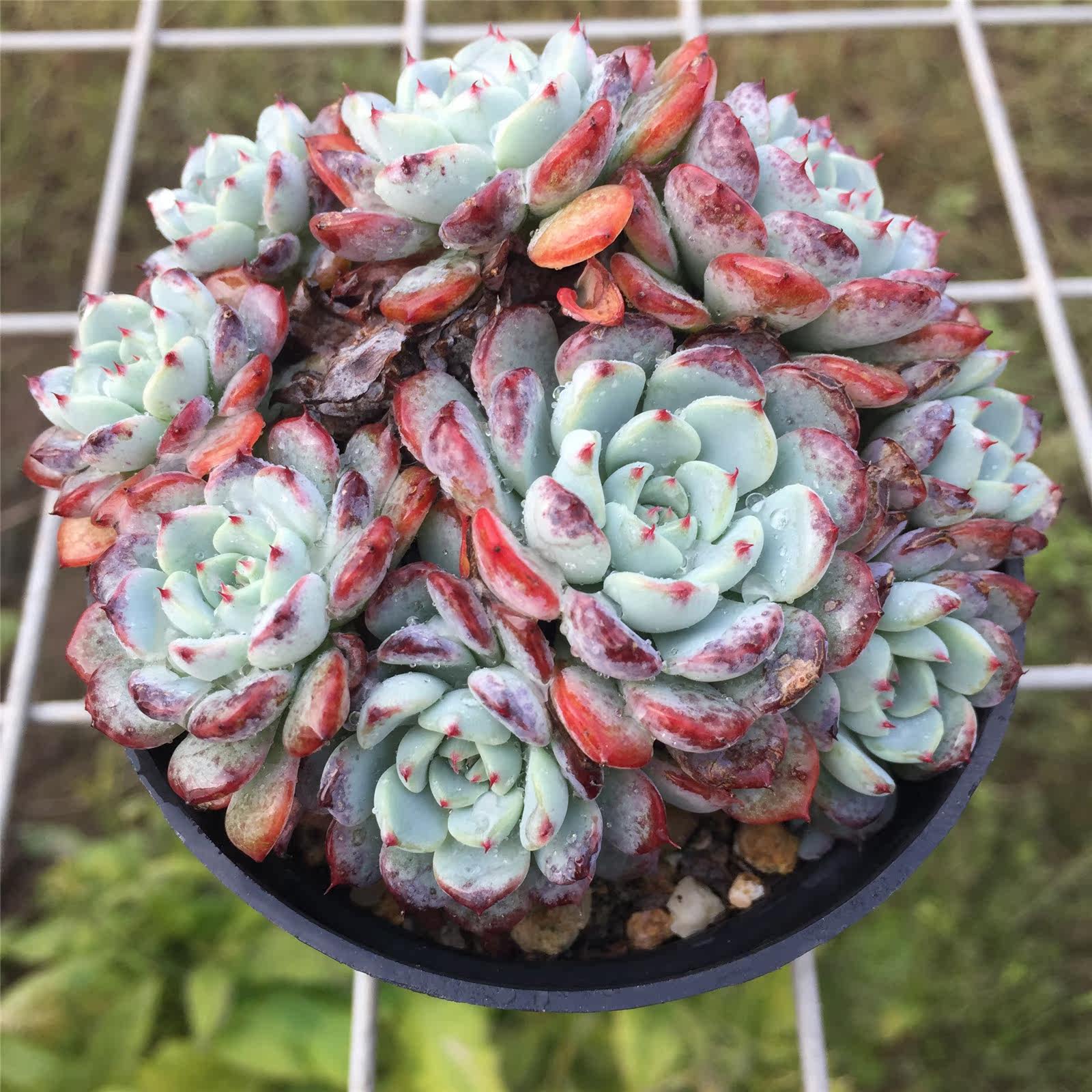 粉姬原始姬莲多肉植物蓝姬白姬莲系列多头群生多肉植物