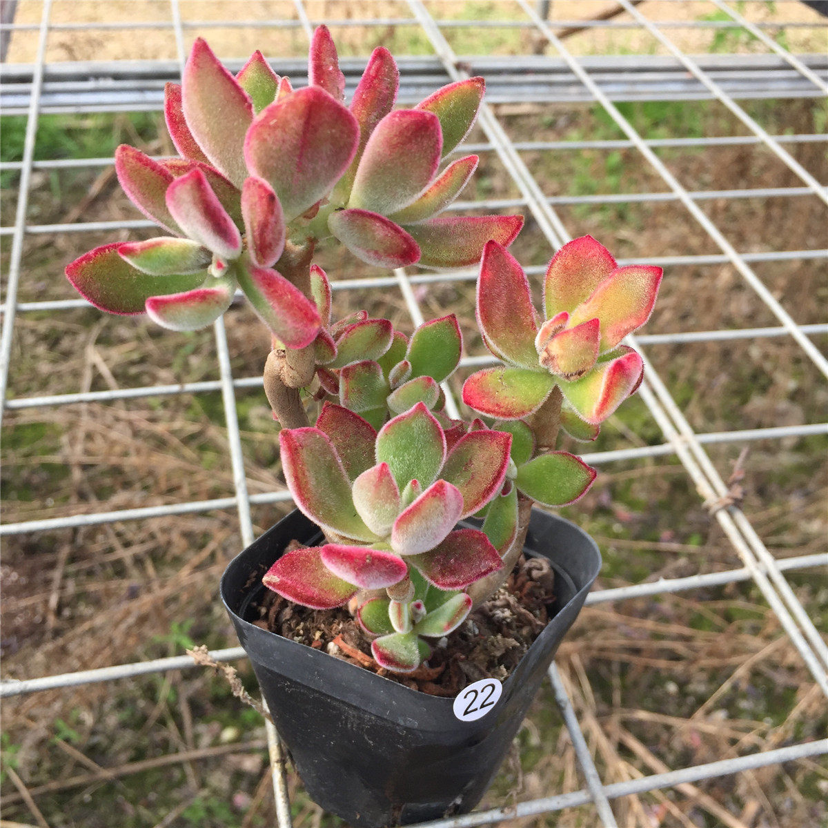 多肉丸叶锦晃净化空气毛茸茸庭院阳台植物老桩新手多肉植物