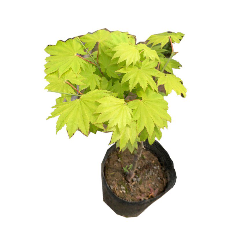 日本阳台盆栽叶盆栽彩色观庭院红枫金隐之梦约旦行道树