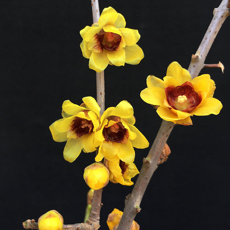 鄢陵腊梅金蓓檀香冬季红心蜡黄梅花室内造景花卉