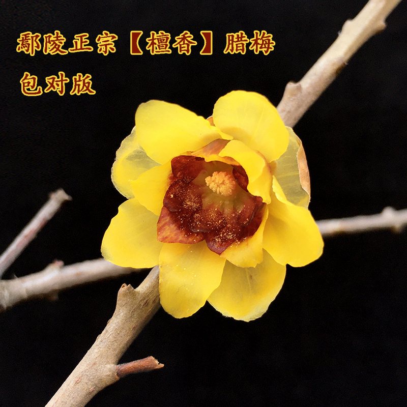 正宗鄢陵腊梅嫁接【檀香】蜡梅 红心 浓香黄梅花盆景地栽腊梅树苗