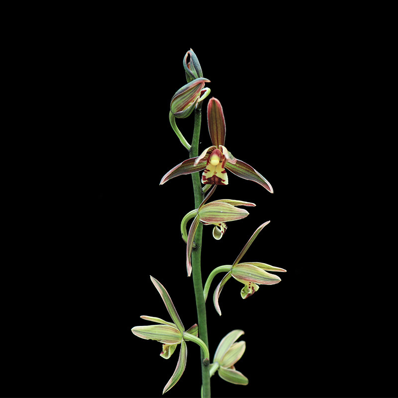 翁源兰花银托金边大宽叶线艺漂亮秋冬开花室内时令草本花卉