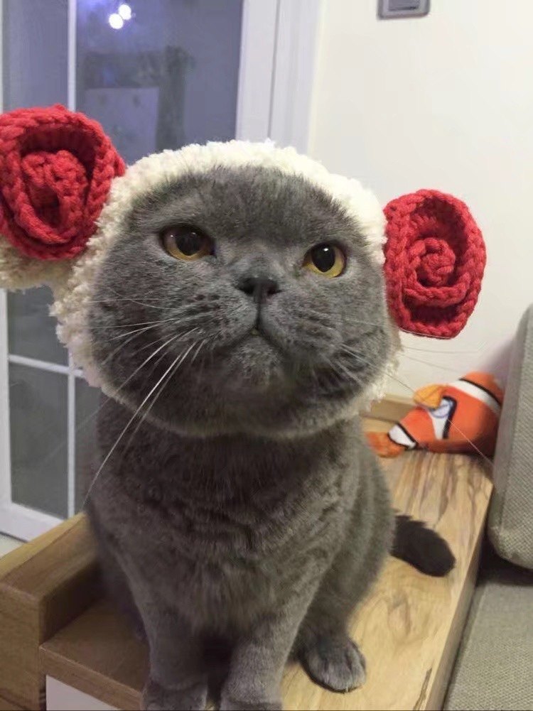 小唯家宠物羊咩咩羊角毛线保暖变身绵羊针织帽子帽子