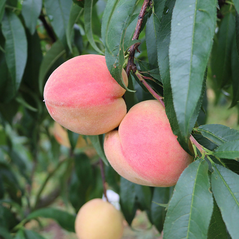 云南阳山水蜜桃10斤桃子大果新鲜现摘孕妇水果桃