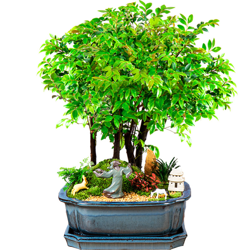 小叶紫檀盆景植物室内镇绿植客厅老桩大型树苗绿植