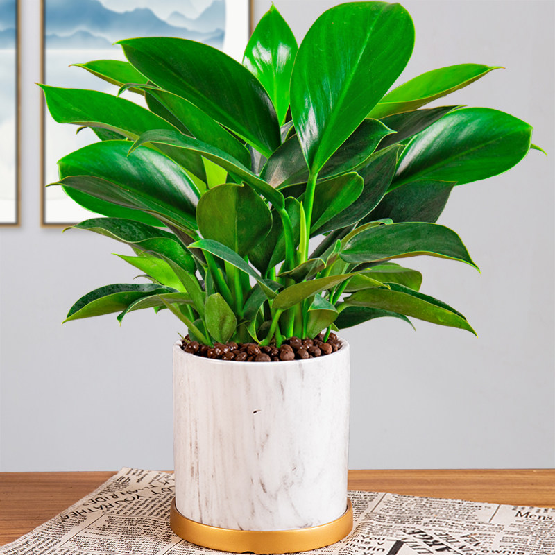公主大叶金钻盆栽绿植室内新房甲醛花卉净化空气绿植
