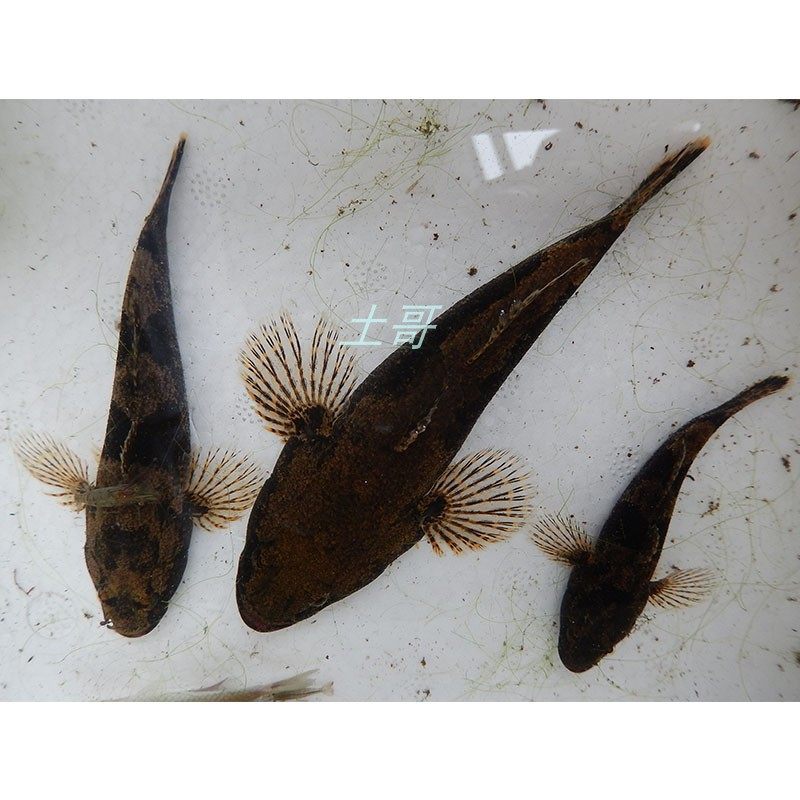 虎头呆子子鱼笋壳鲨塘沙塘土步呆土婆鱼淡水鱼淡水鱼类