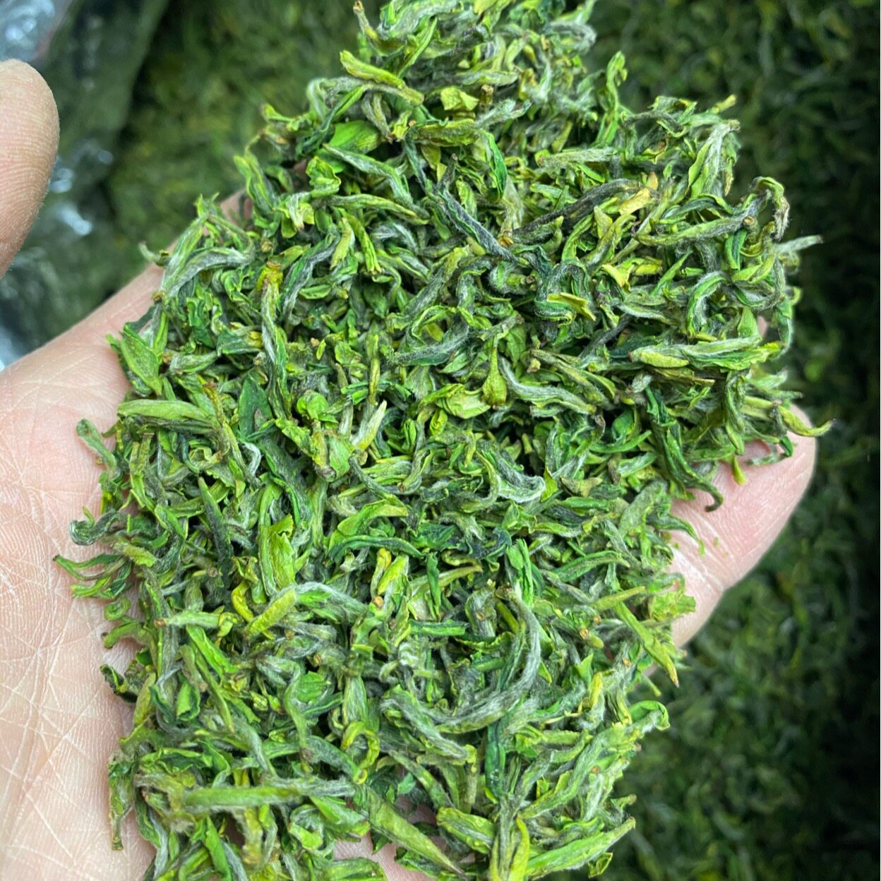 松阳手工茶乌早茶2021年新茶一斤500g茶叶绿茶其它绿茶