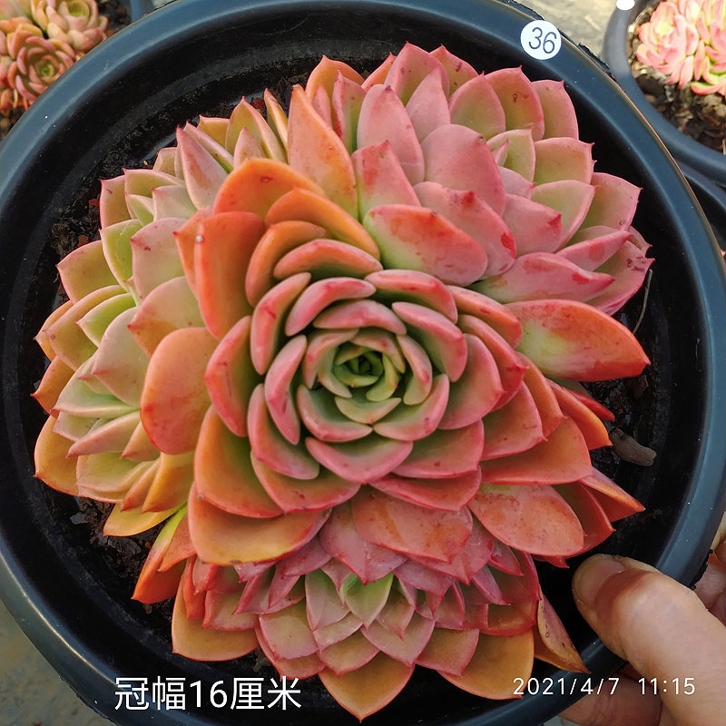 云南植物一物老桩高贵拉多贝拉纯露色多果冻多肉植物