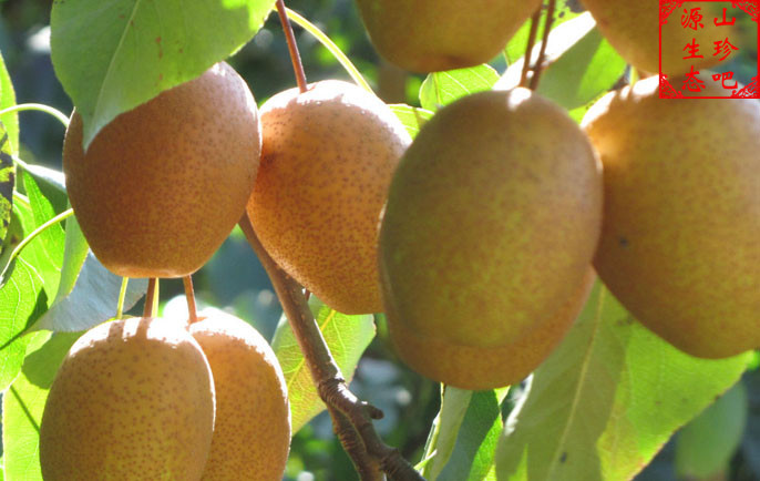 沙梨原生态野生金珠果梨麻安小黄黄梨500克4斤梨