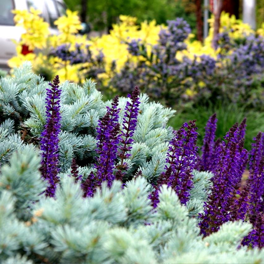 博众科罗拉多蓝杉耐寒四季常绿乔木庭院花镜景观宿根