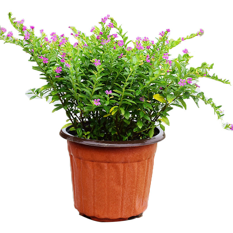 满天星桌面盆栽室内铁皮石斛办公室绿萝发财树吊兰绿植