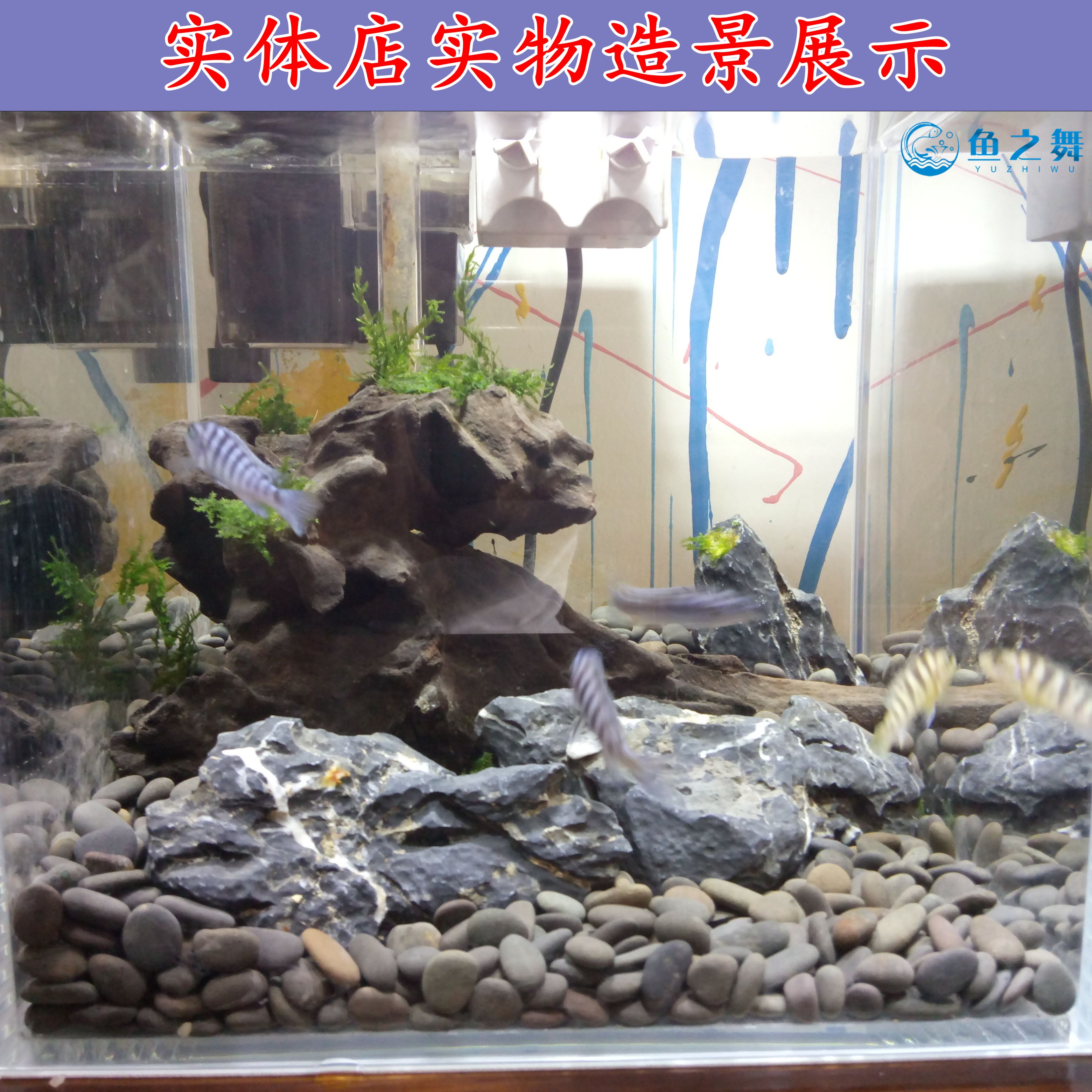铁胆沙黑工砂养鳌虾乌观赏鱼缸铺底水草造景造景