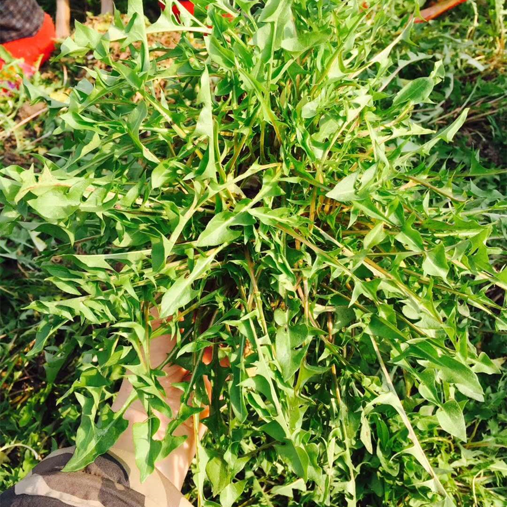 新鲜野生蒲公英 婆婆丁 野菜 整株带根 现挖现发 1500克/件 包邮