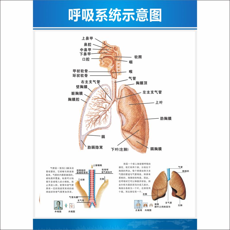 解剖海报呼吸系统支气管肺部医院科室人体图墙写真