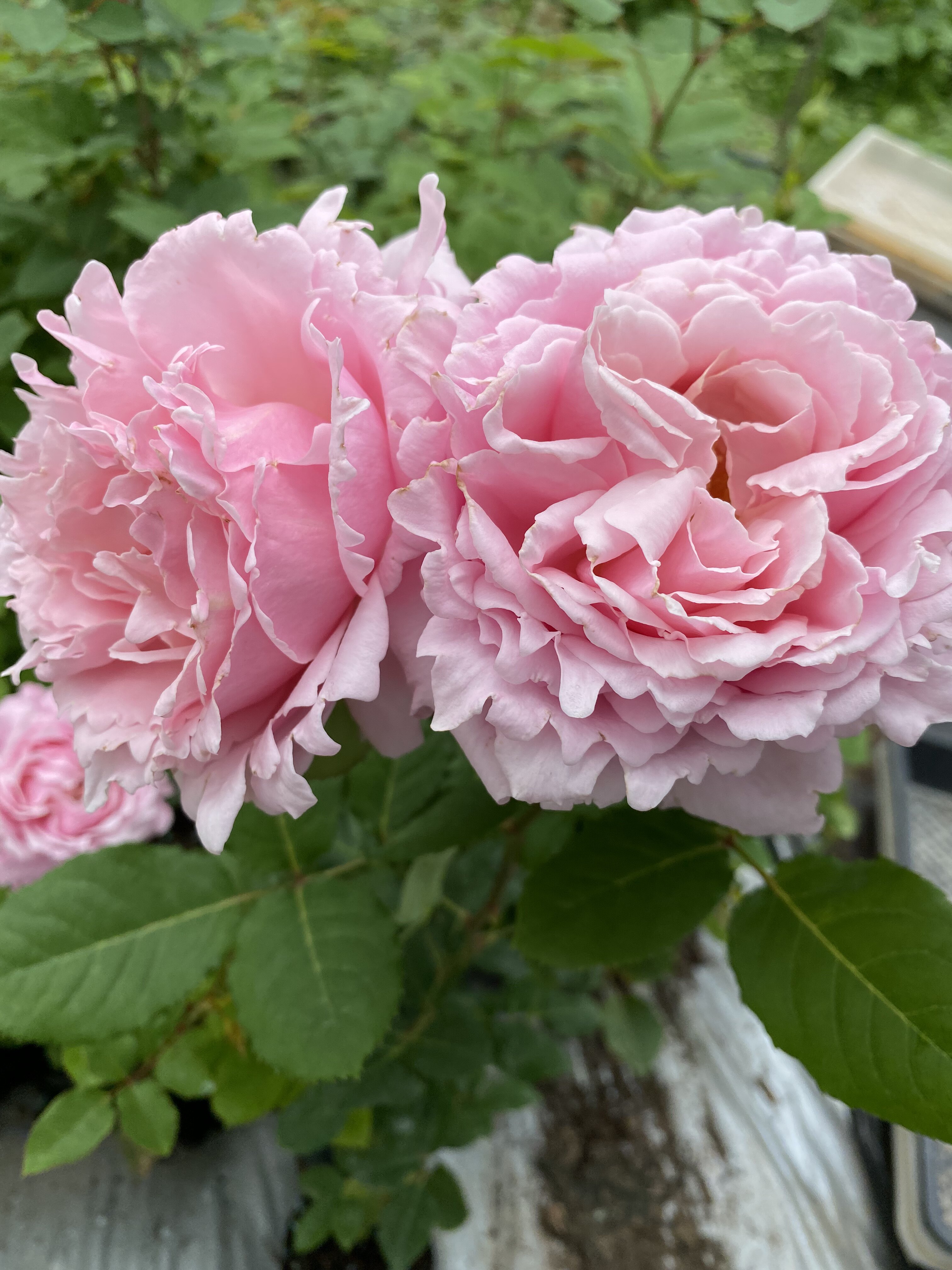 索菲美观趣味庭院木本花卉春季夏季罗莎月季时令草本花卉