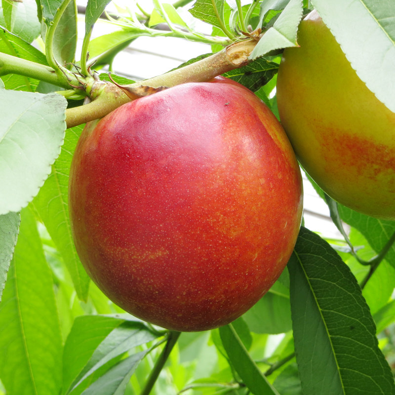 黄心油桃新鲜水果5斤脆甜可口个大饱满当季桃子现摘现发整箱包邮