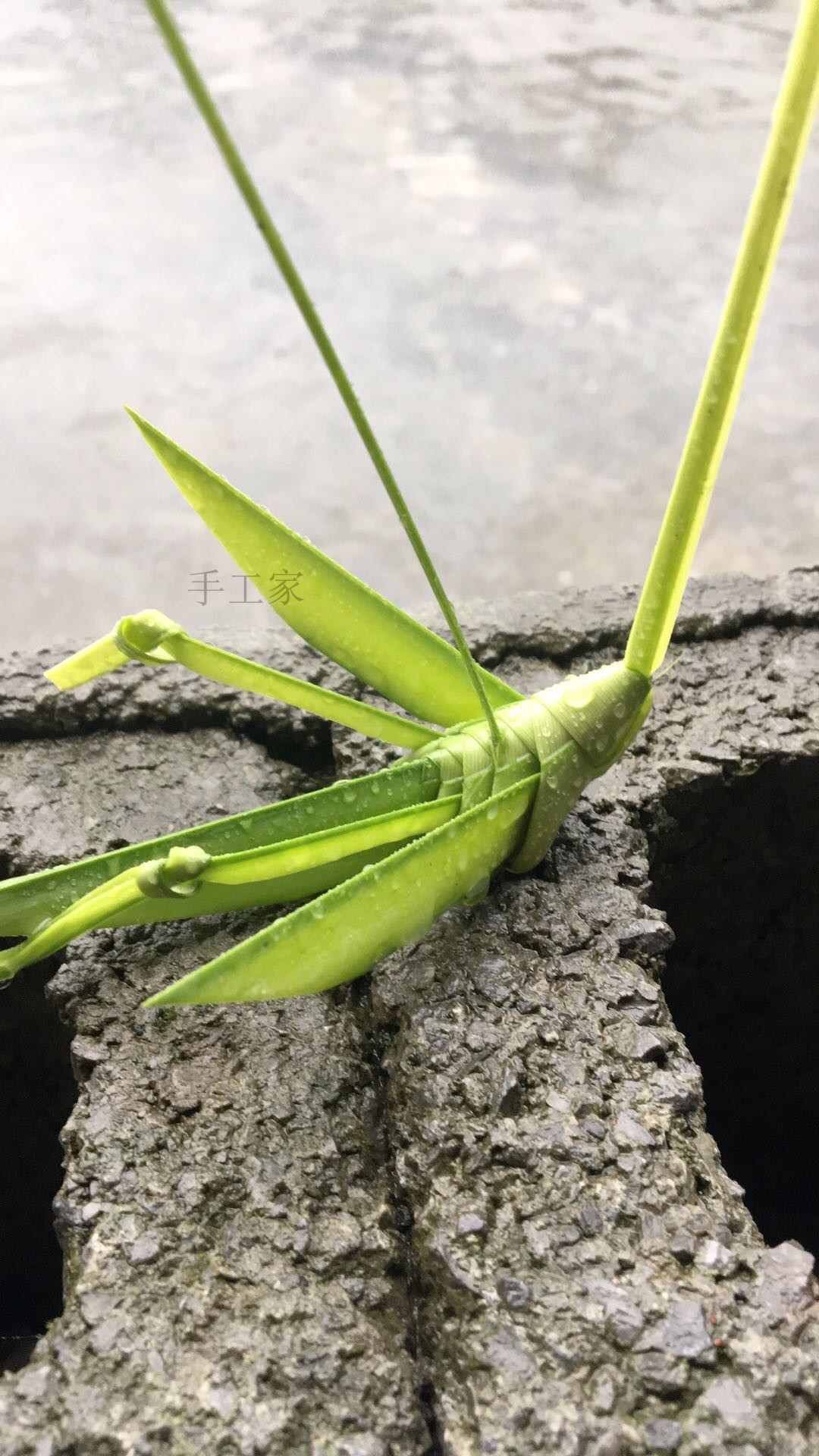 草编蚂蚱图解图片