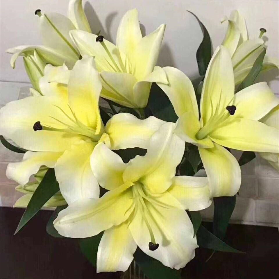 进口经典香水百合花种大球带芽包开花花店常见切花种球