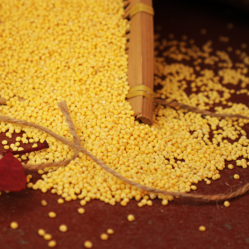 放心好店新米农家大黄米粘黍子米包糯小米