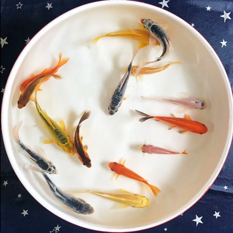 红草小金鱼淡水凤尾冷水锦鲤鲤鱼观赏鱼好养耐活鱼