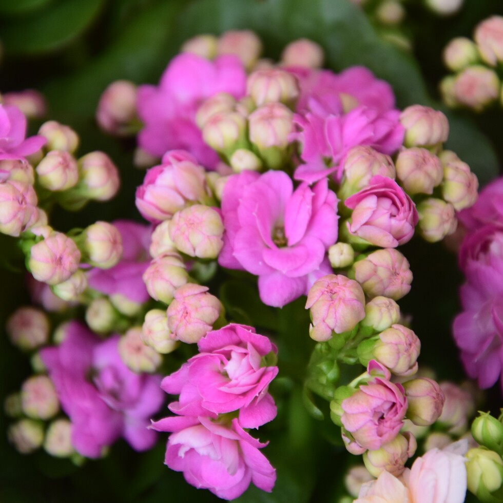 长寿花带花苞巴黎单瓣重绿植盆栽花卉绿色四季花卉