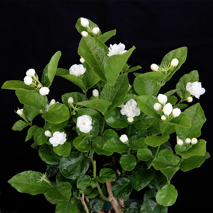 重瓣双色茉莉芳香净化空气绿植室内阳台花卉白茉莉花苗四季盆栽