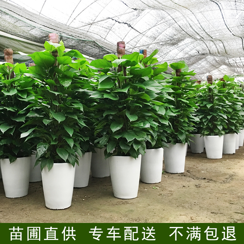 大叶绿萝柱立桩盆栽办公室室内植物花卉吸甲醛净化空气好养活送礼图片