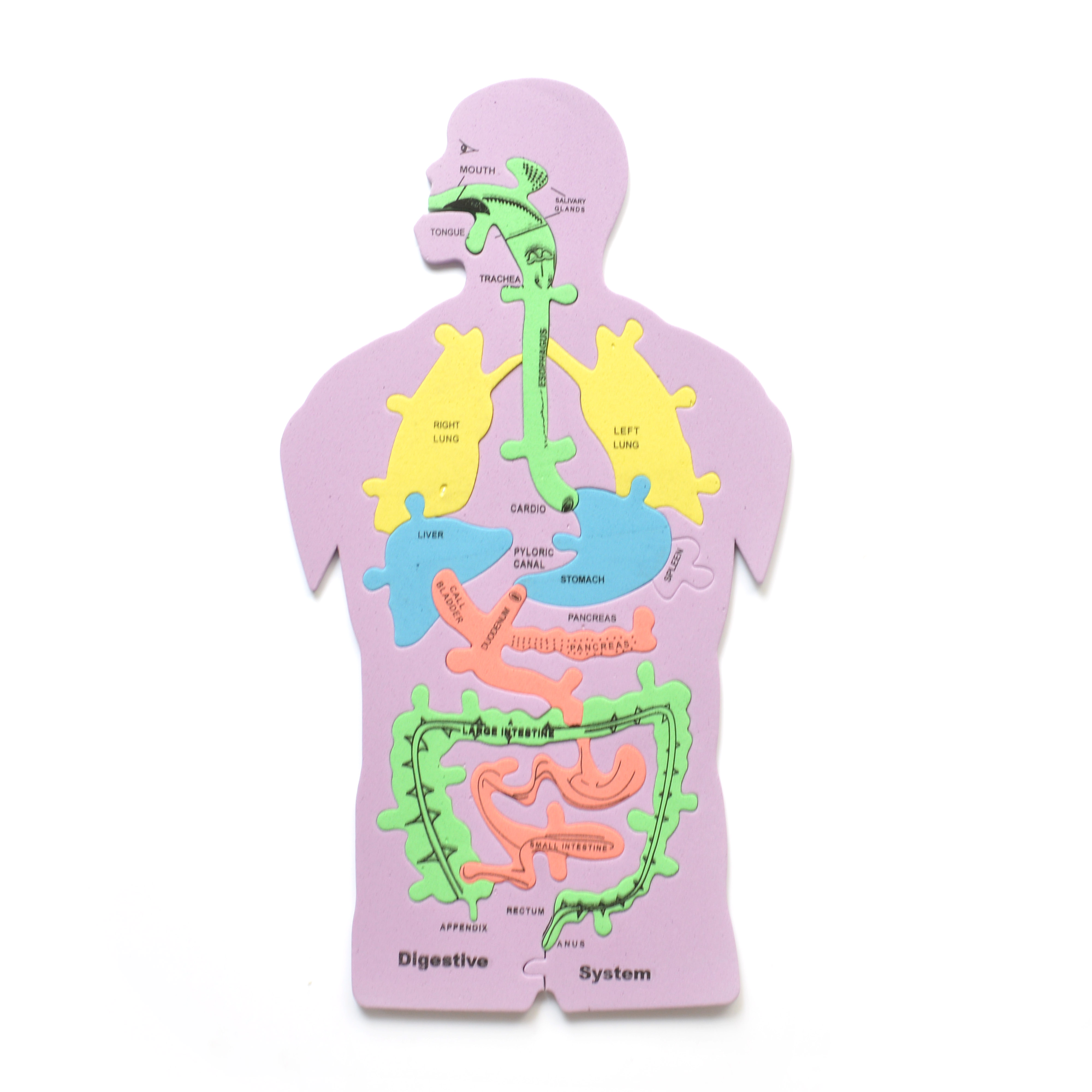 热卖人体器官拼图自制手工diy教学小学物理科学实验
