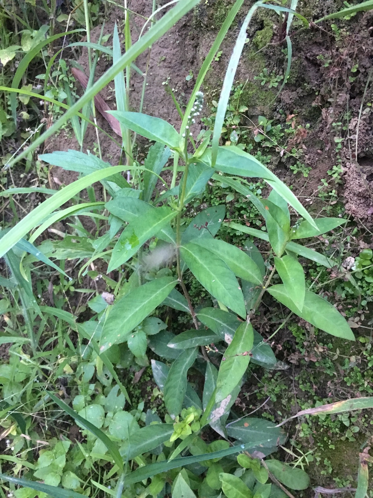 斤包邮 1 红丝毛根泥鳅菜星宿菜红根红七草金鸡脚 野生新鲜大田基黄