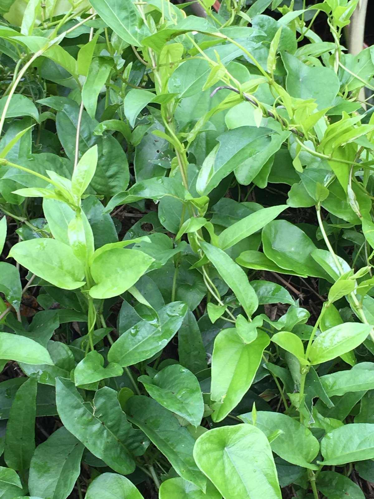 野生新鲜鸡屎藤斑鸩饭 主屎藤臭藤根母狗藤 鸡矢藤清风藤一斤包邮