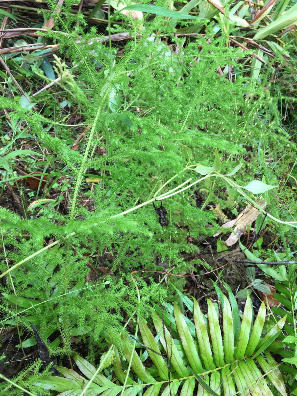 野生新鲜伸筋狮子草舒筋草石牛尾大顺筋伸筋水其他药食同源食品