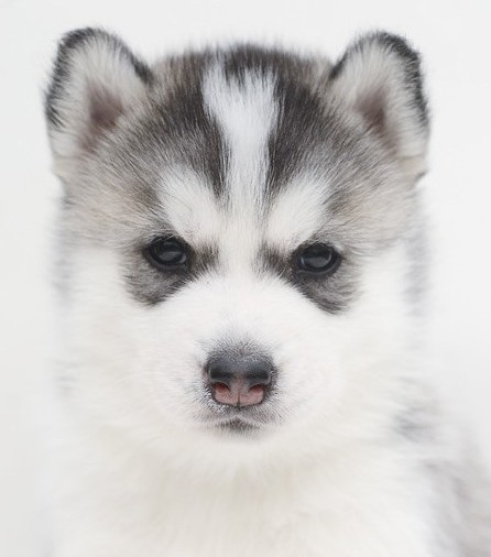 活体哈士奇纯种幼犬浅灰灰色火蓝西伯利亚雪橇犬狗狗狗狗