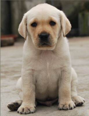 赛级纯种拉布拉多幼犬活体宠物狗狗奶油色拉布拉多寻回犬导盲犬y