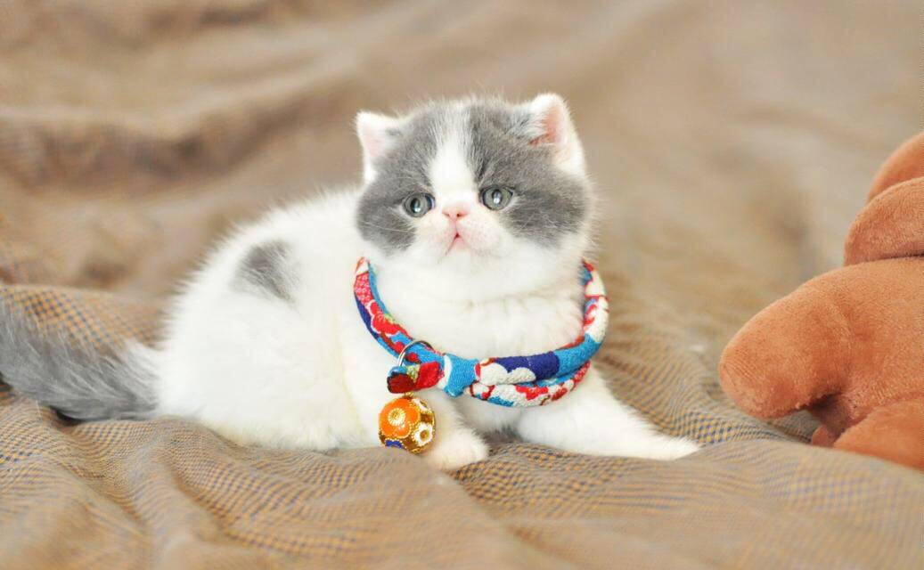 加菲猫宠物猫咪异国短毛猫家家养纯种加菲幼猫猫咪